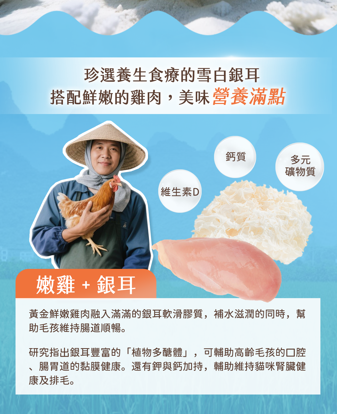 嫩雞銀耳主題，展示雪白銀耳、多元礦物質與鮮嫩雞肉，強調銀耳軟滑膳食纖維搭配雞肉，營養補水助腸道及排毛健康。