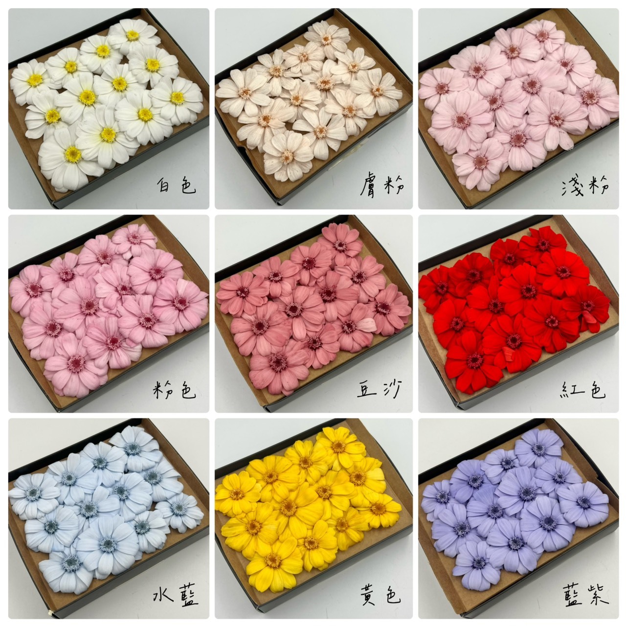 不凋百日草(12朵)