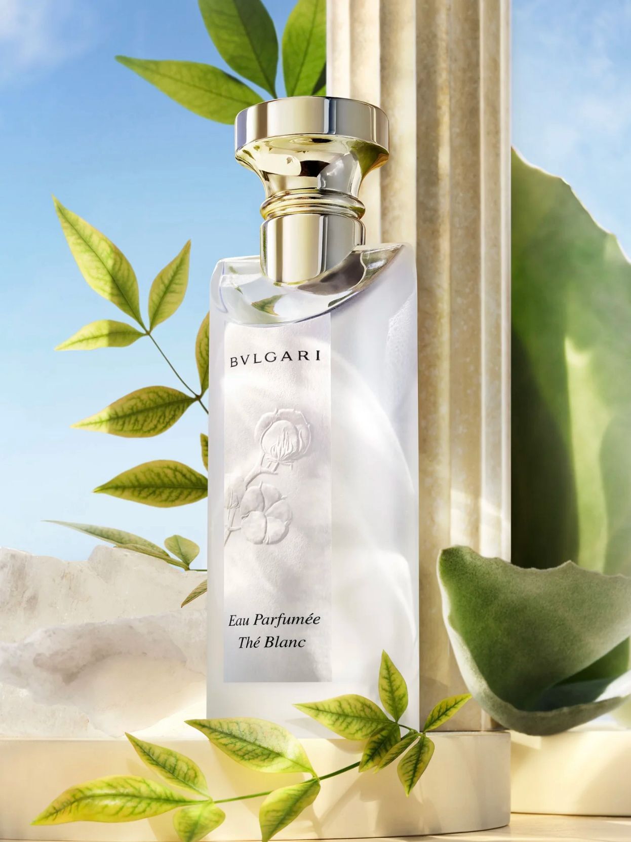 是仙女下凡的冷淡中性茶香～ 加了木質花香調⚠️ Bvlgari 白茶淡香水