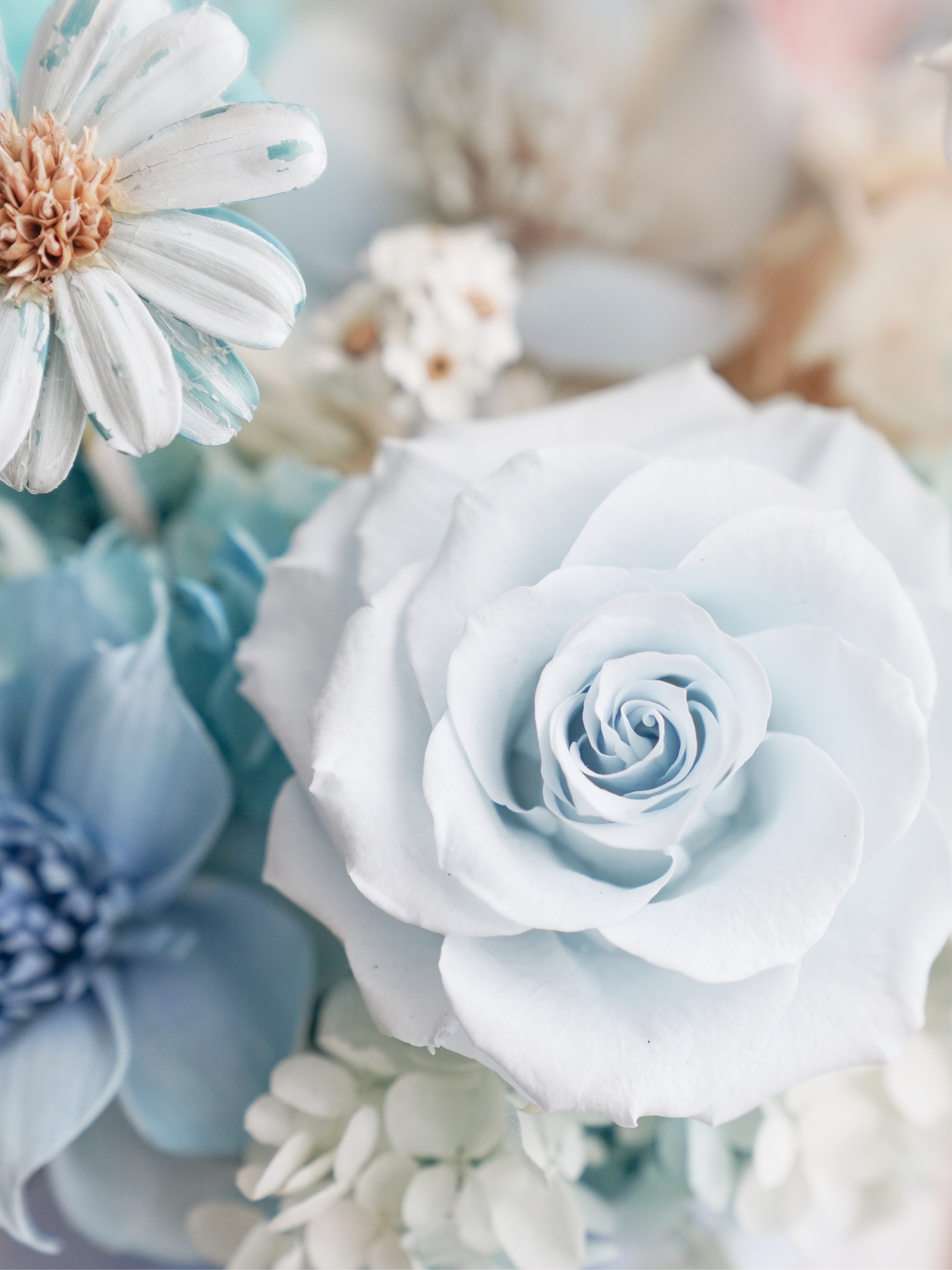 盛夏海洋之心 永生盆花