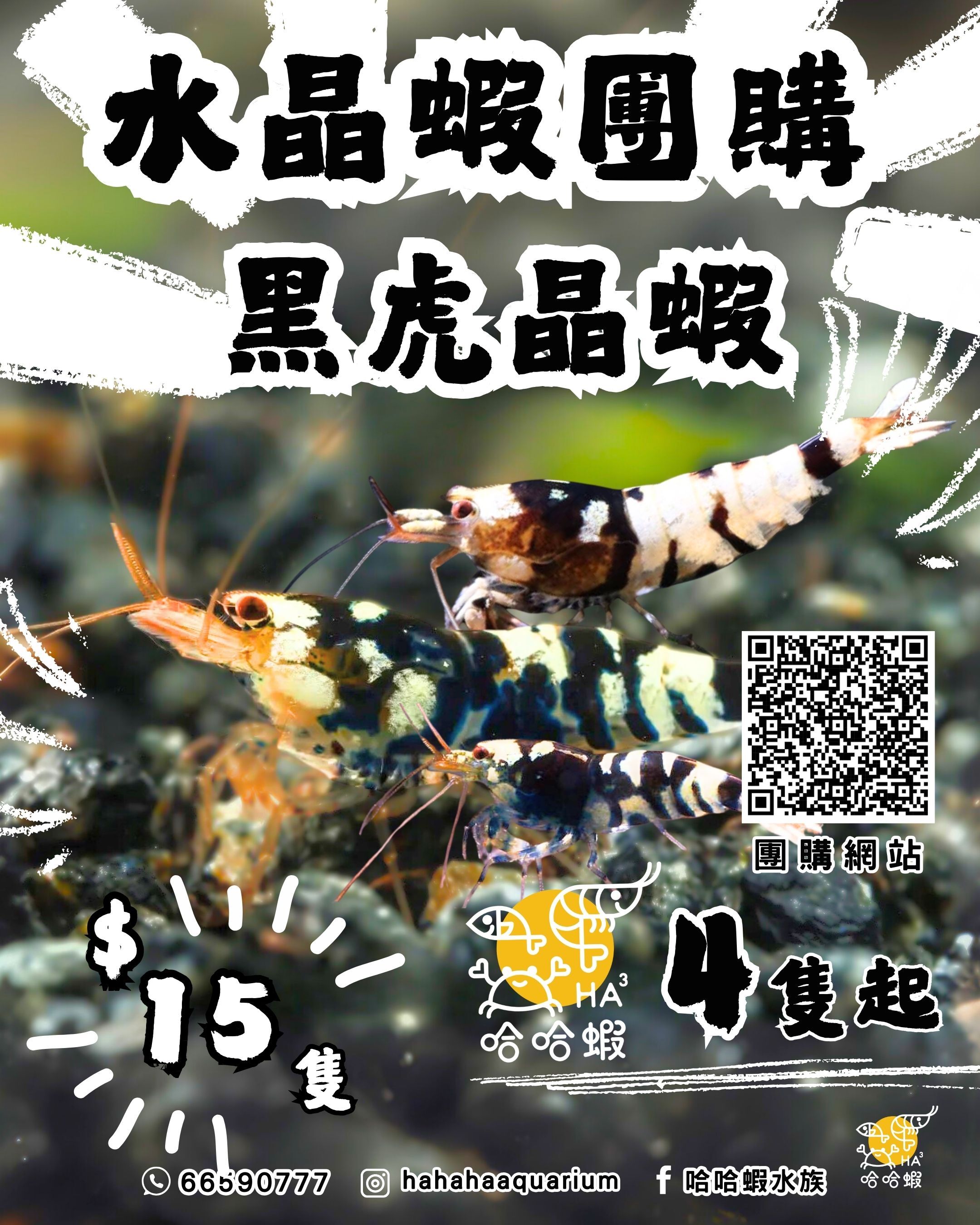黑虎晶蝦 | Black Fancy Tiger Shrimp [團購]