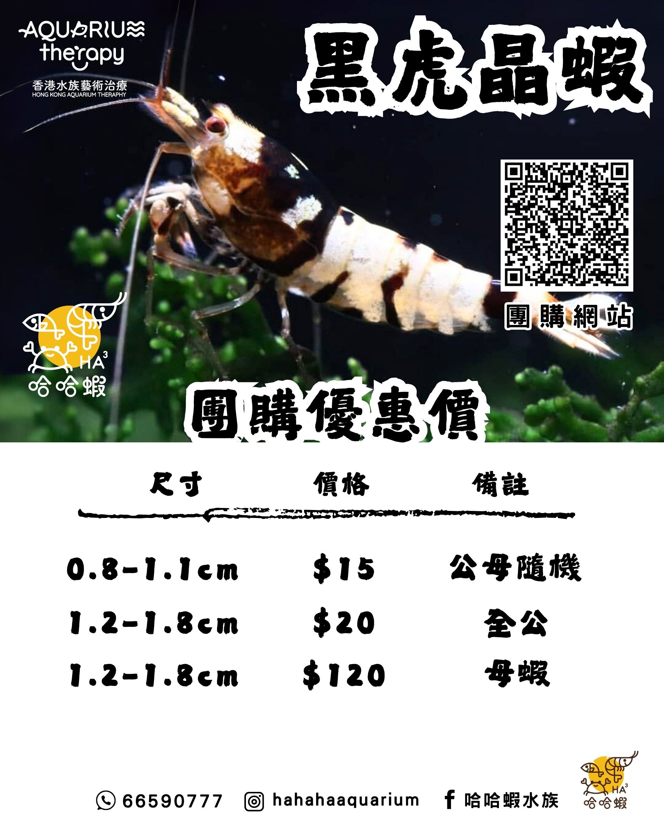 黑虎晶蝦 | Black Fancy Tiger Shrimp [團購]