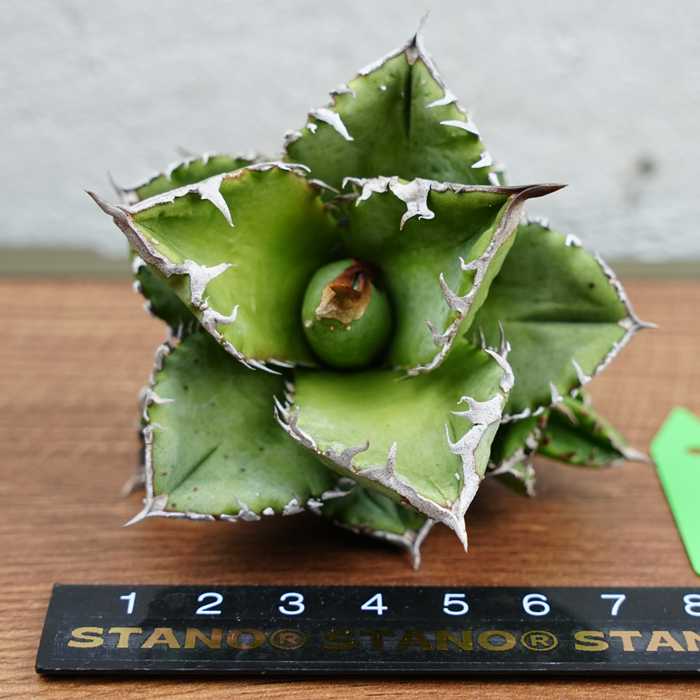 アガベ　チタノタ　皇冠　子株出品 アガベ チタノタ 皇冠 TC【発根管理中】 Agave titanota Crown
