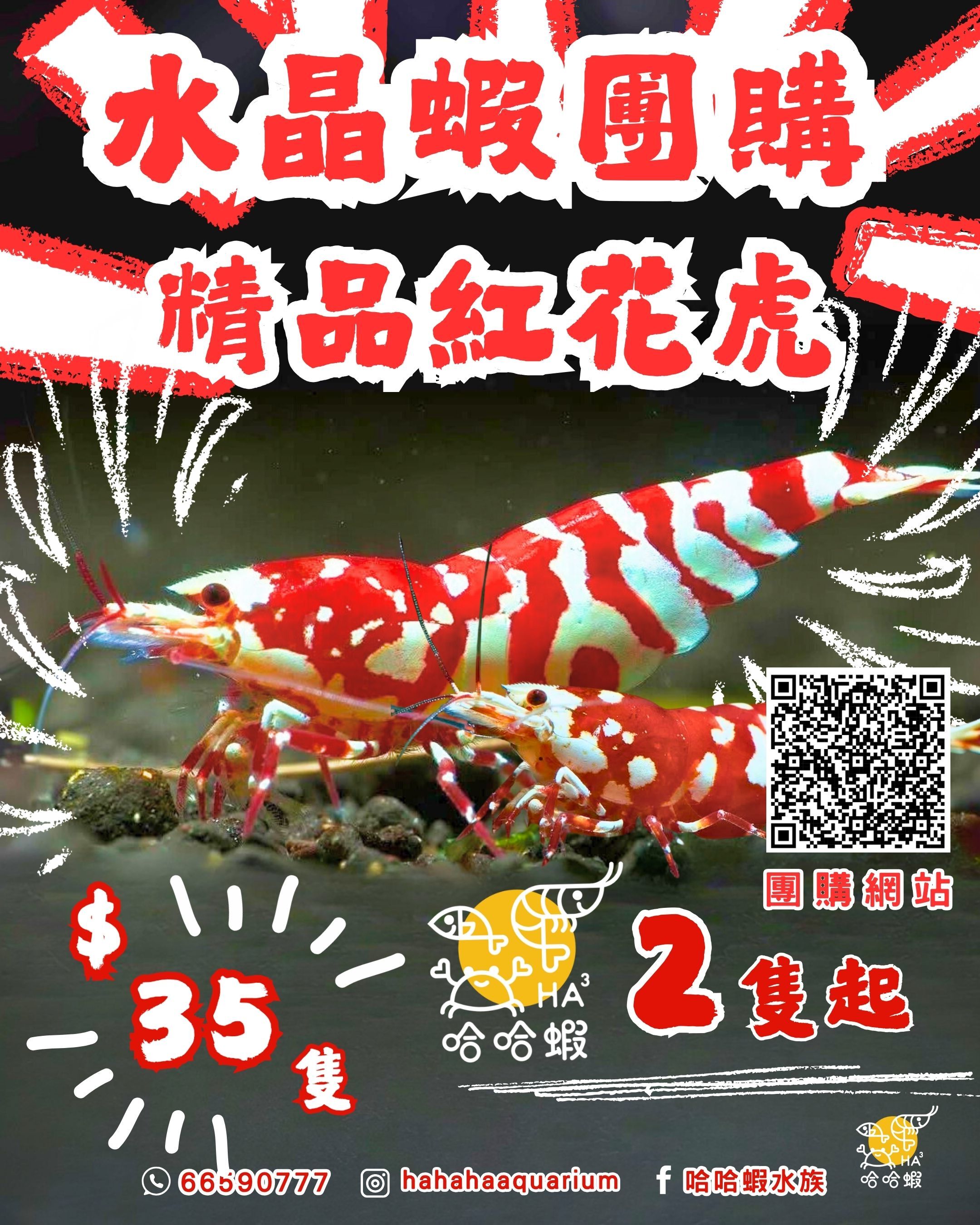 深紅厚甲 紅花虎蝦 | S-SSS RED Fancy Tiger Shrimp [團購]