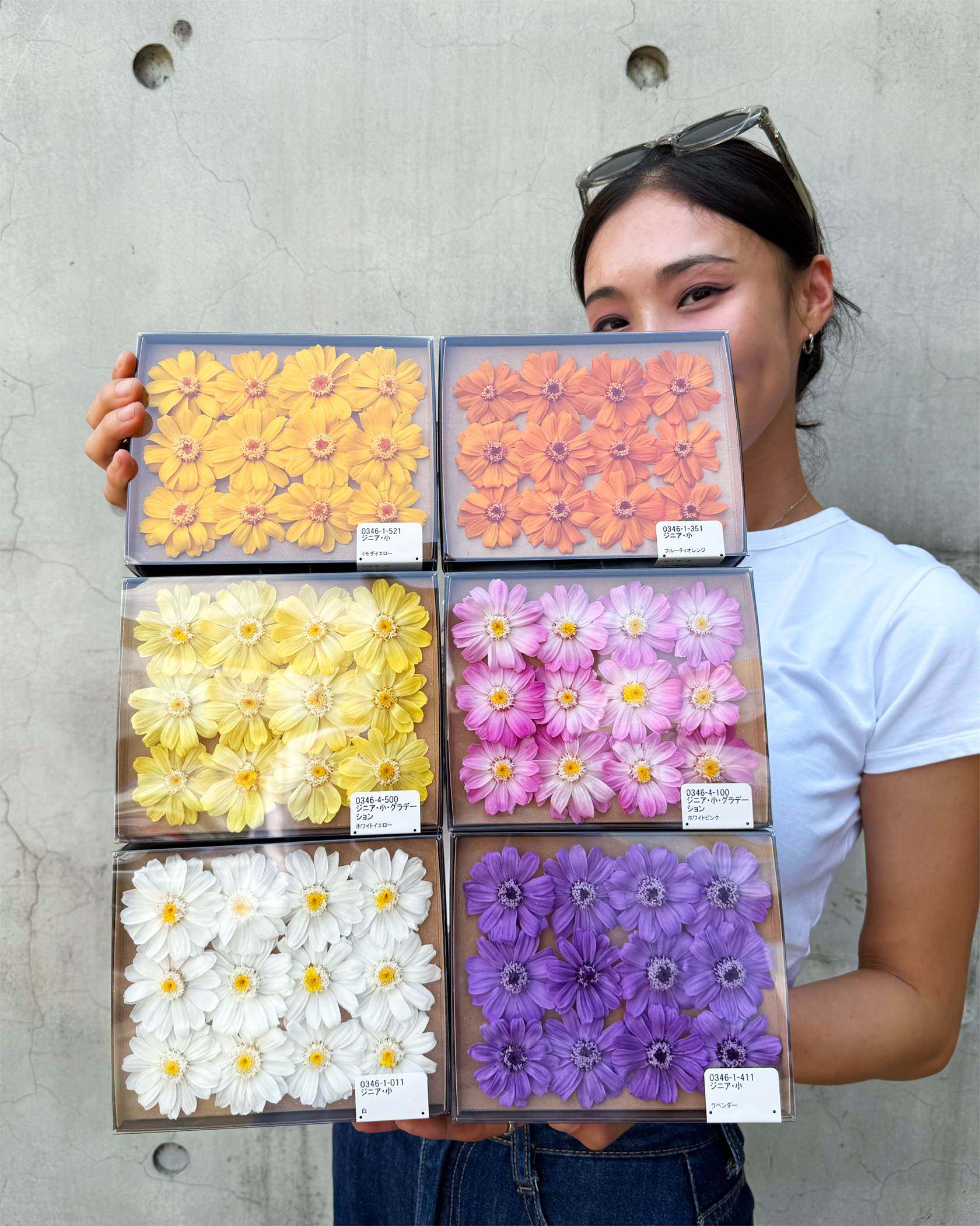 大地農園永生百日草(大／小）/瑪格麗特