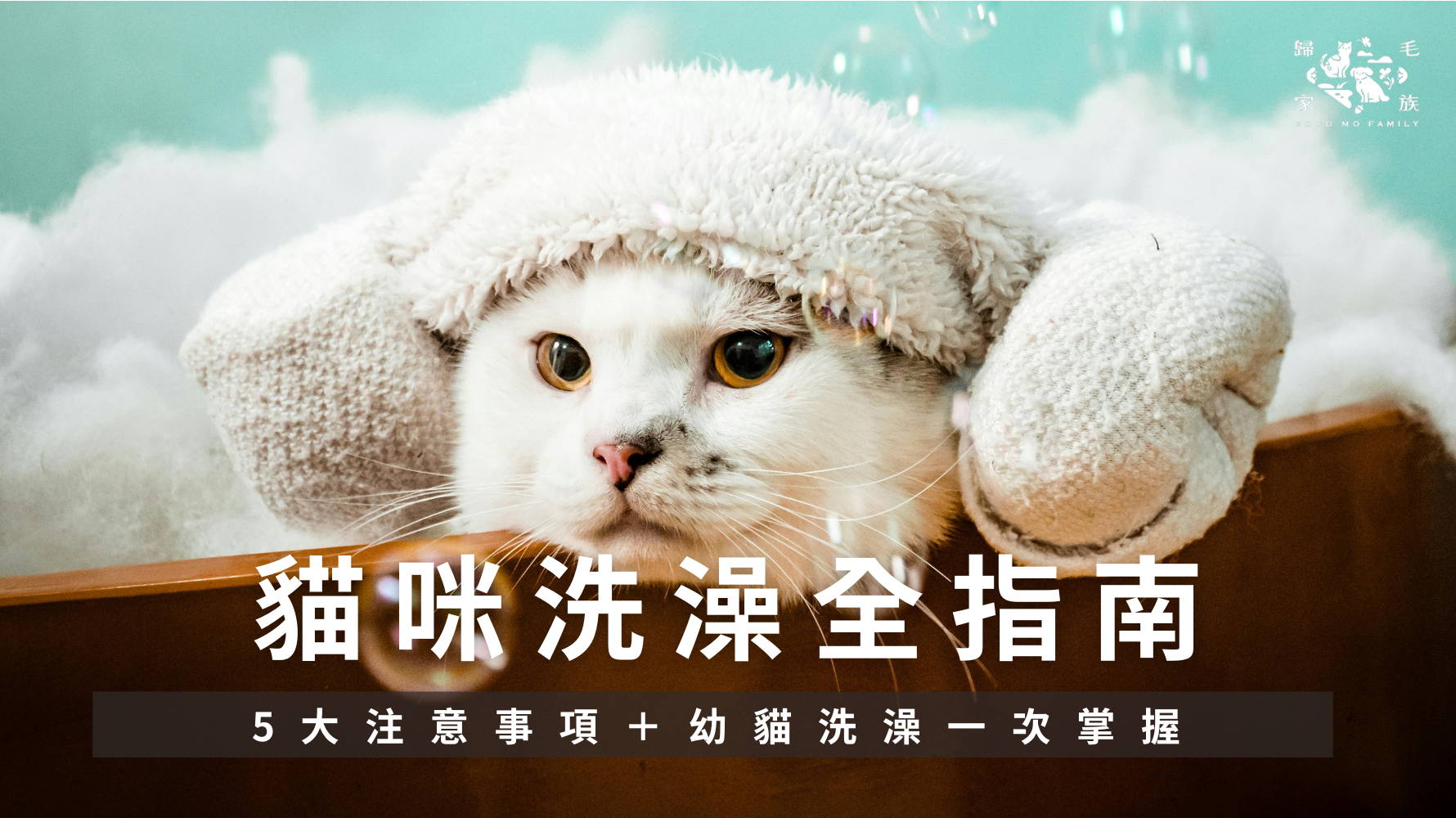 貓咪怕水也能洗得安全！掌握貓洗澡頻率、幼貓洗澡技巧、正確幫貓洗澡流程，避開3大錯誤，讓貓咪維持乾淨與皮膚健康。