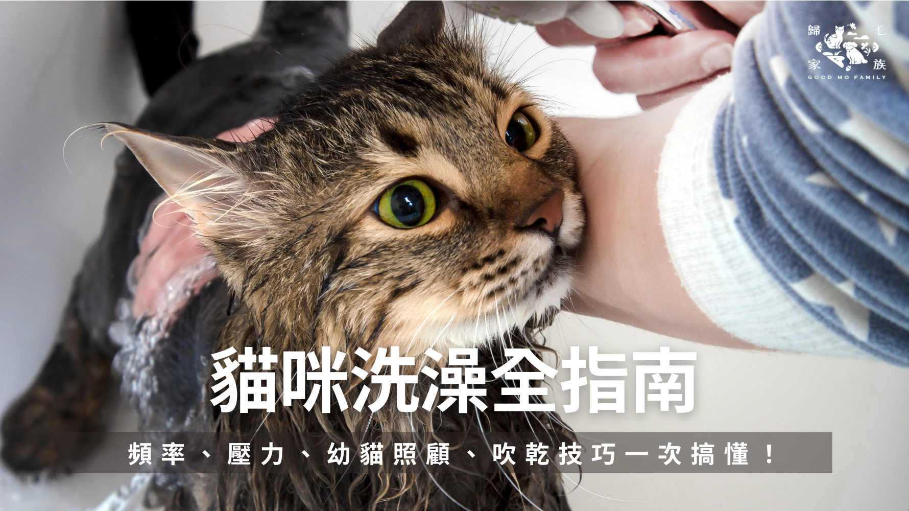 掌握貓咪洗澡的正確方式！從頻率安排、幼貓洗澡、洗澡壓力、沐浴乳挑選到吹乾技巧，一次搞懂貓咪洗澡的每個關鍵細節，幫助你輕鬆照顧、不再手忙腳亂。