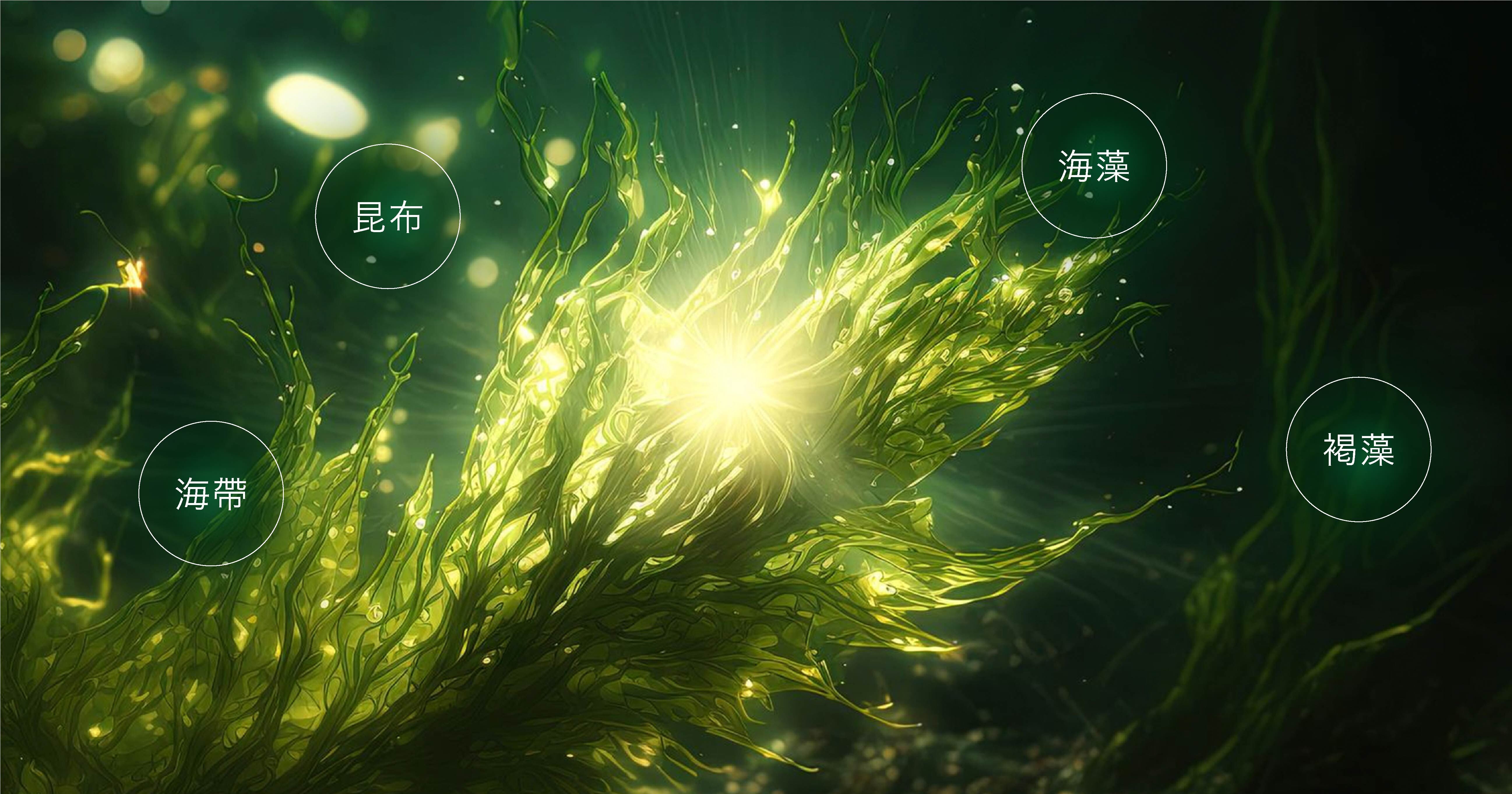 褐藻糖膠的來源與成分 褐藻糖膠主要來自於海藻，如昆布、海帶和褐藻等。其成分具有高度生物活性的天然多醣體，主要存在於褐藻類植物中，其表面獨特的黏滑成分正是褐藻糖膠，對人體有解炎、抗氧化和免疫調節等多重益處。