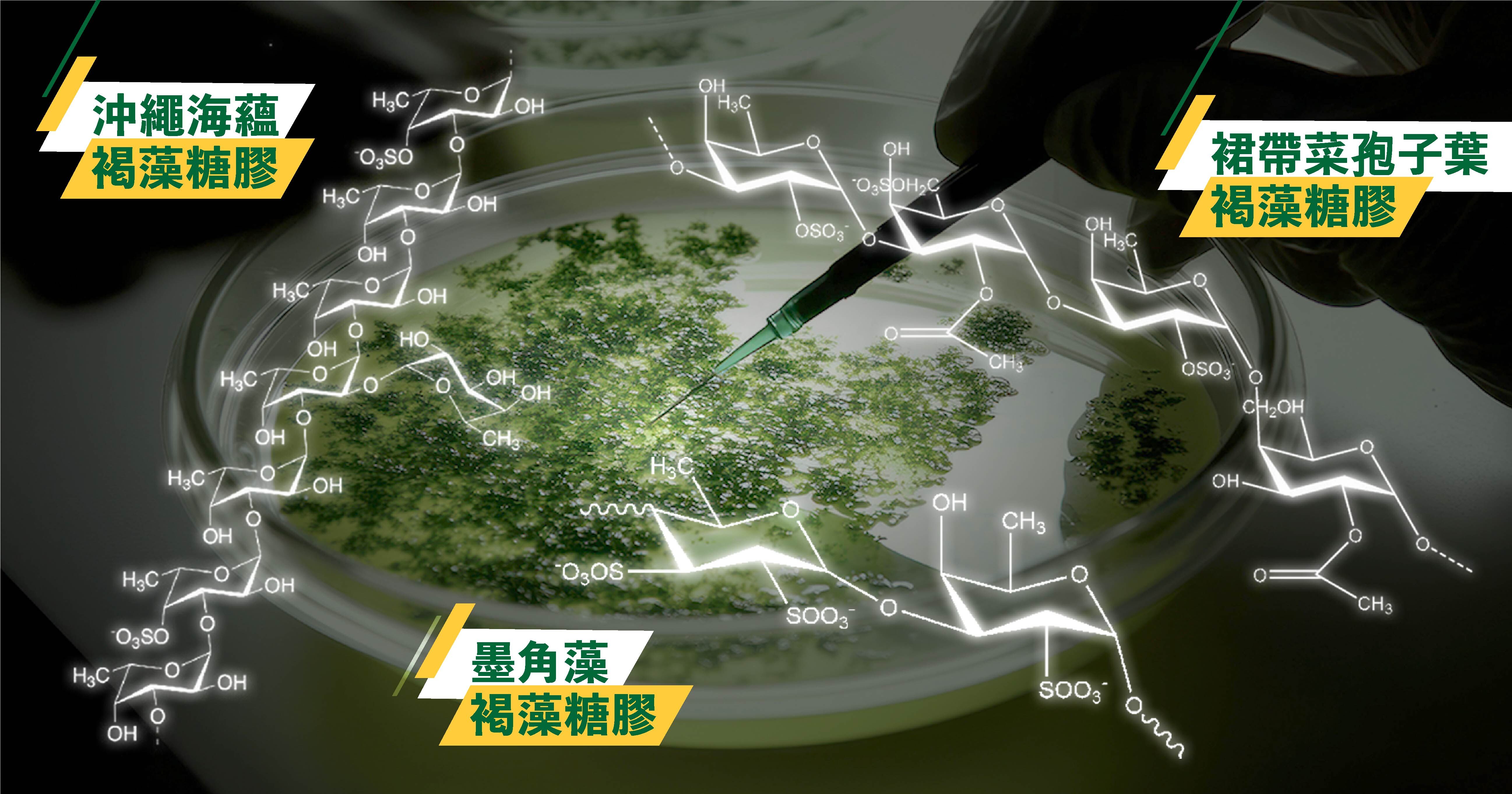 褐藻糖膠的來源與成分 褐藻糖膠主要來自於海藻，如昆布、海帶和褐藻等。其成分具有高度生物活性的天然多醣體，主要存在於褐藻類植物中，其表面獨特的黏滑成分正是褐藻糖膠，對人體有解炎、抗氧化和免疫調節等多重益處。