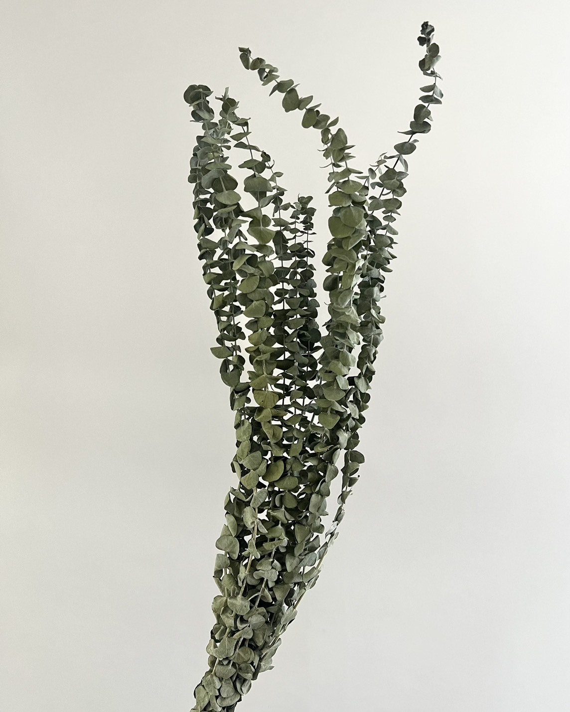 新鮮乾燥小圓尤加利葉