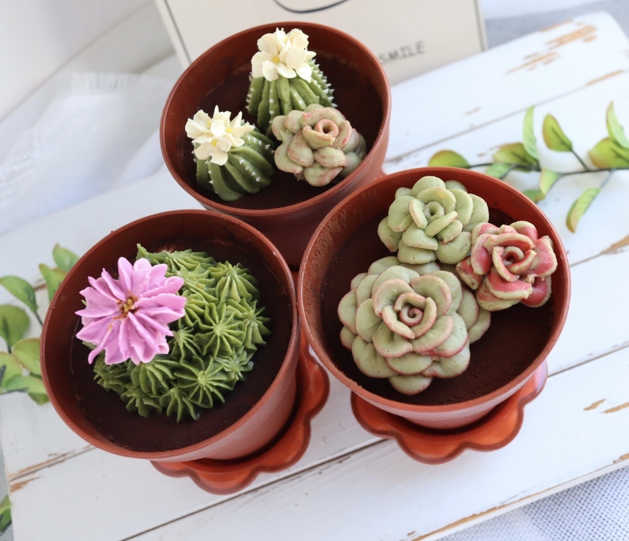 仙人掌唧花Tiramisu 盆栽甜品班