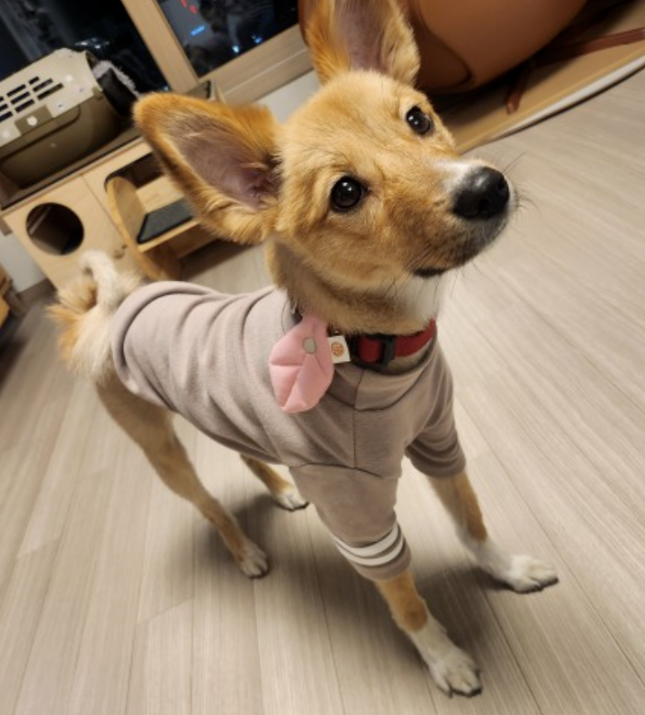 HIKOINU｜粉色大樹葉