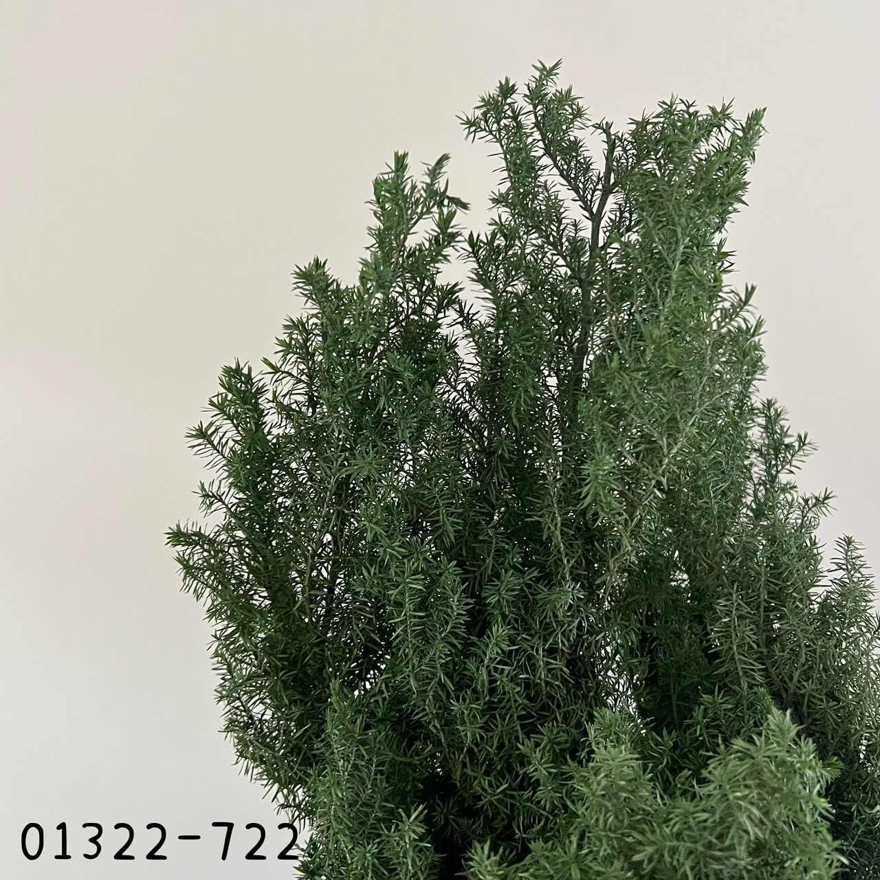 (優惠)日本不凋雪松(草綠) 01322-722