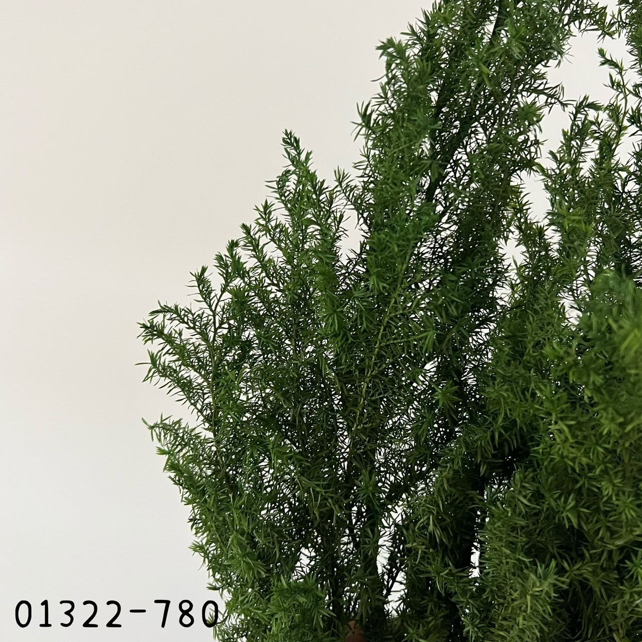 (優惠)日本不凋雪松(深綠)01322-780