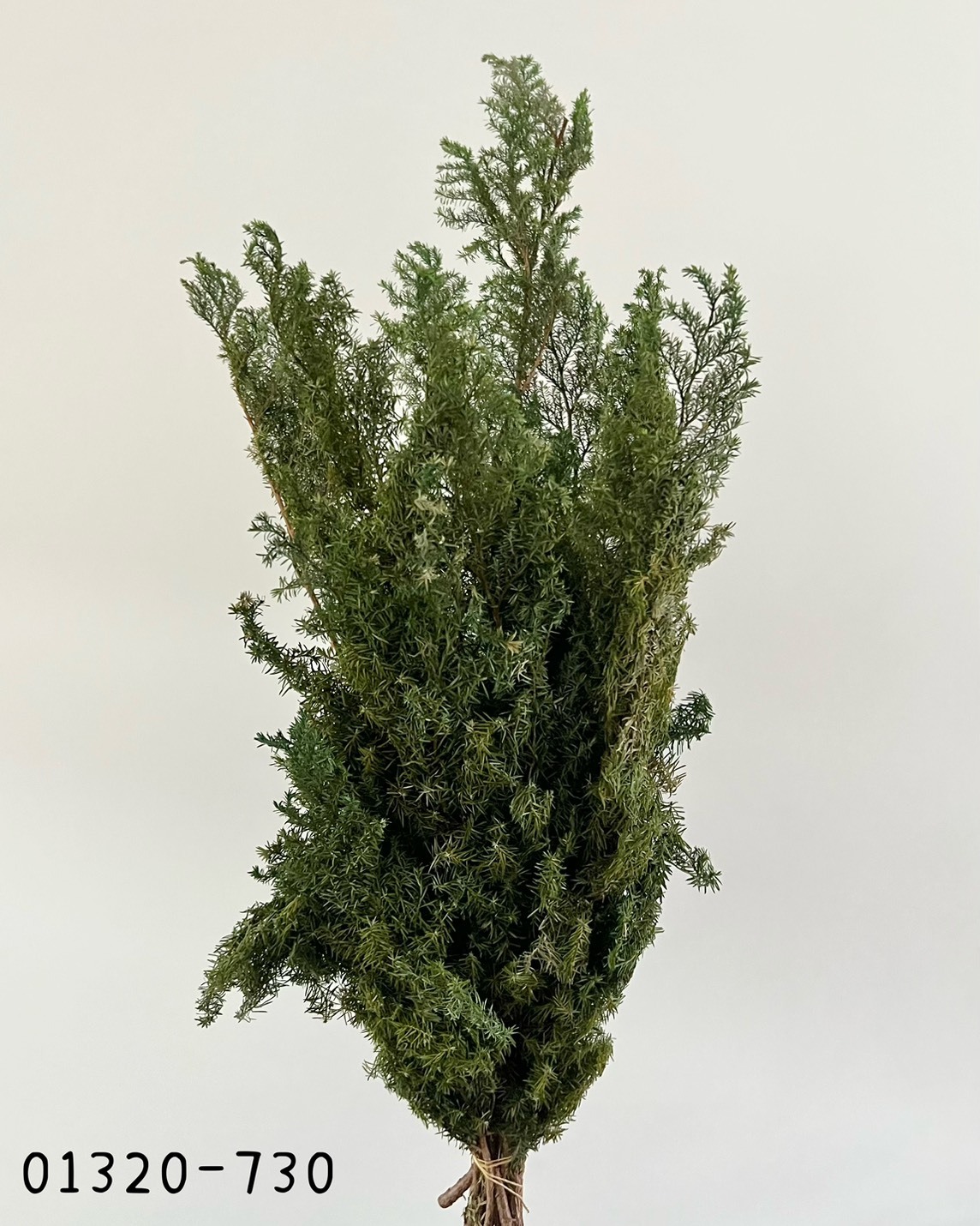 (優惠)日本不凋雪松(黃綠)01320-730