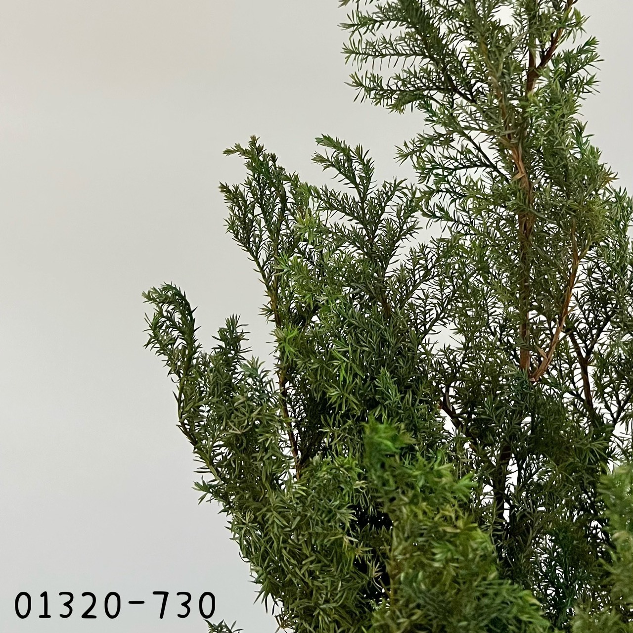 (優惠)日本不凋雪松(黃綠)01320-730