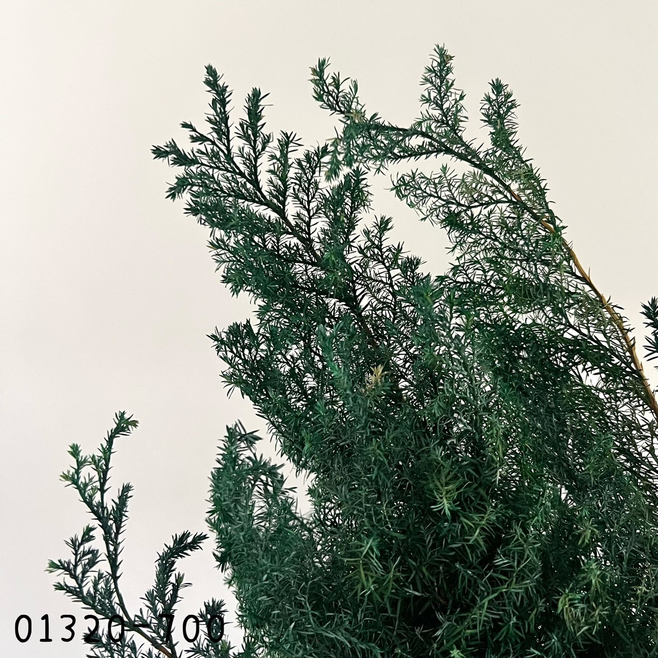 (優惠)日本不凋雪松(藍綠)01320-700