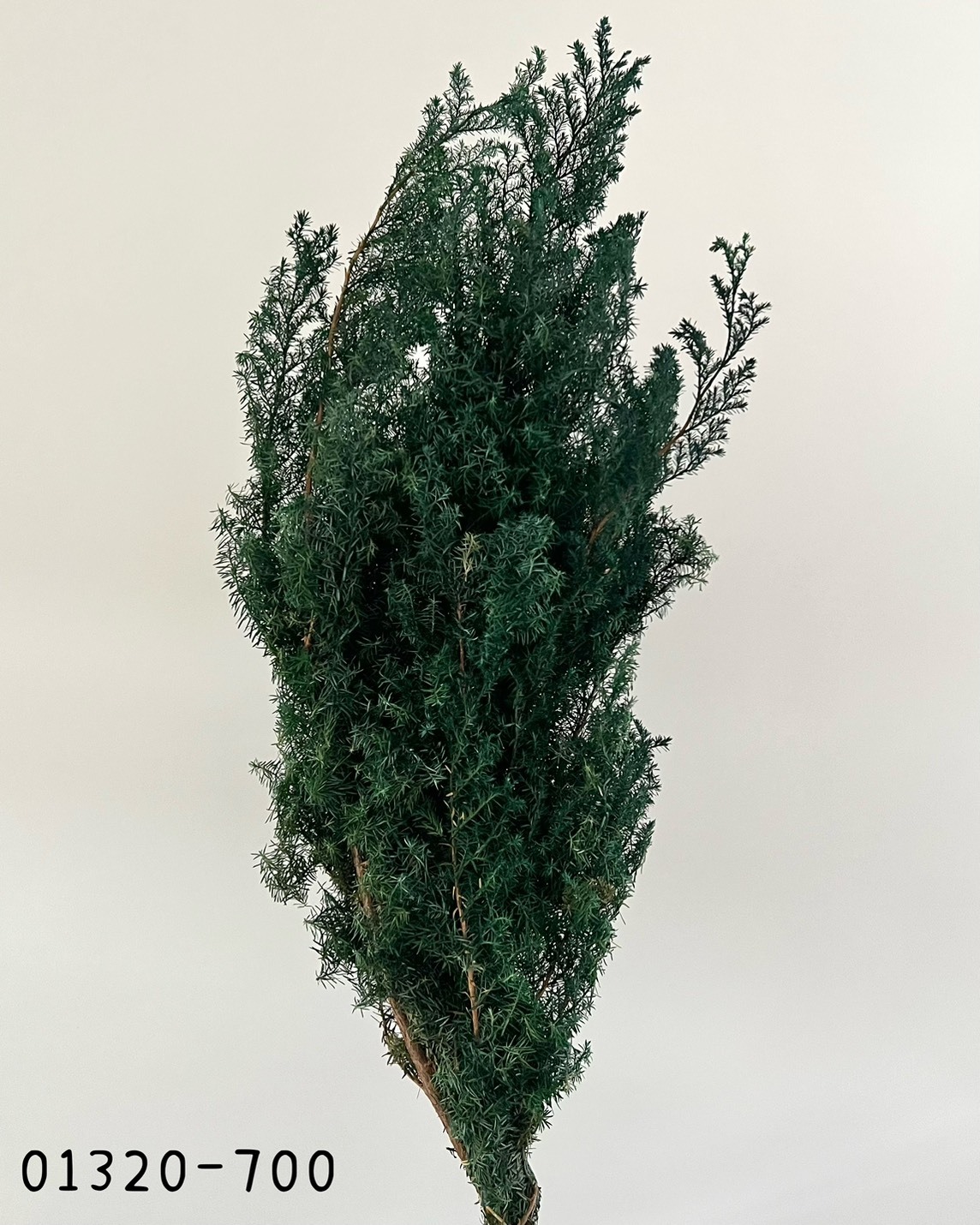 (優惠)日本不凋雪松(藍綠)01320-700