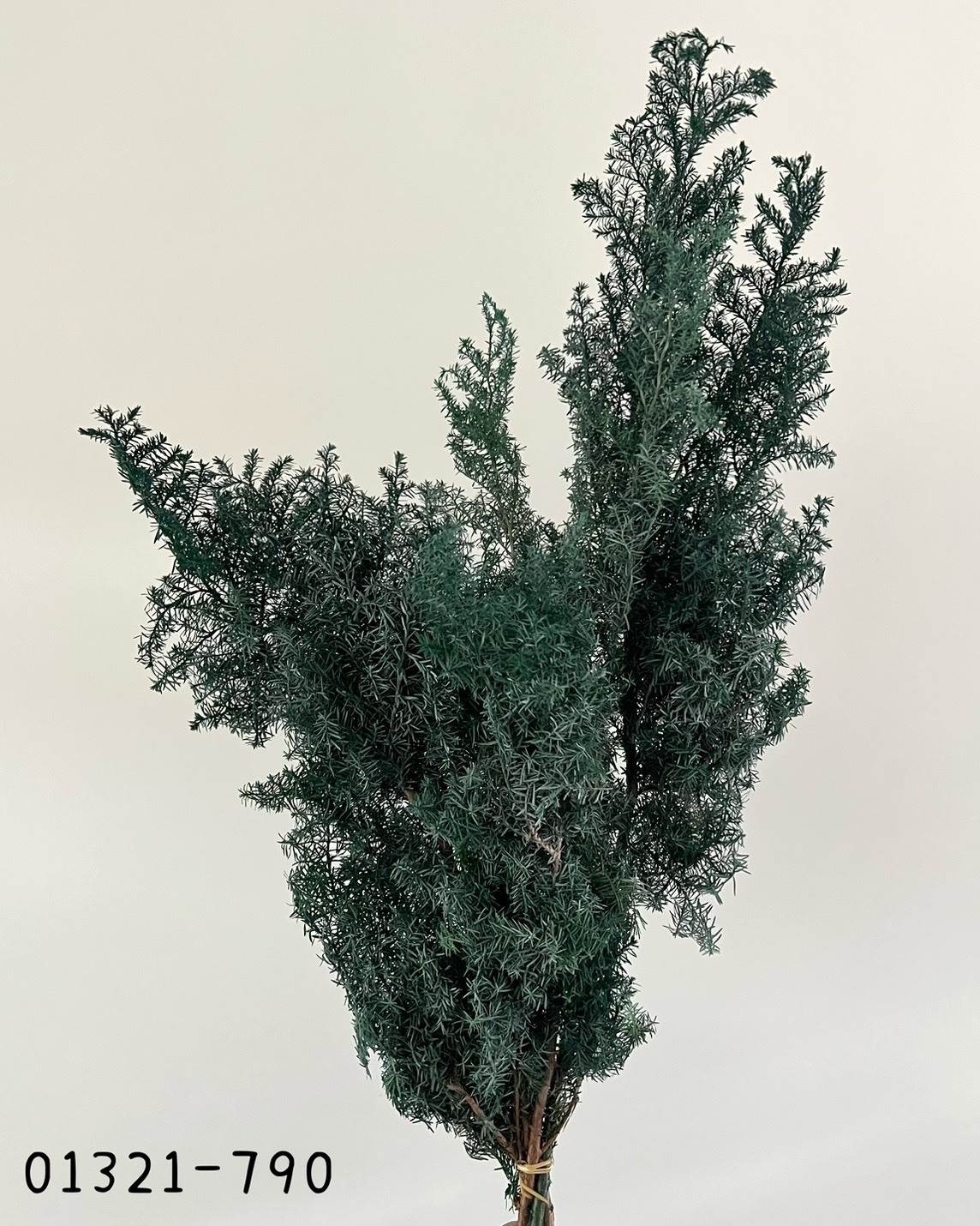 (優惠)日本不凋雪松(刷白) 01321-790