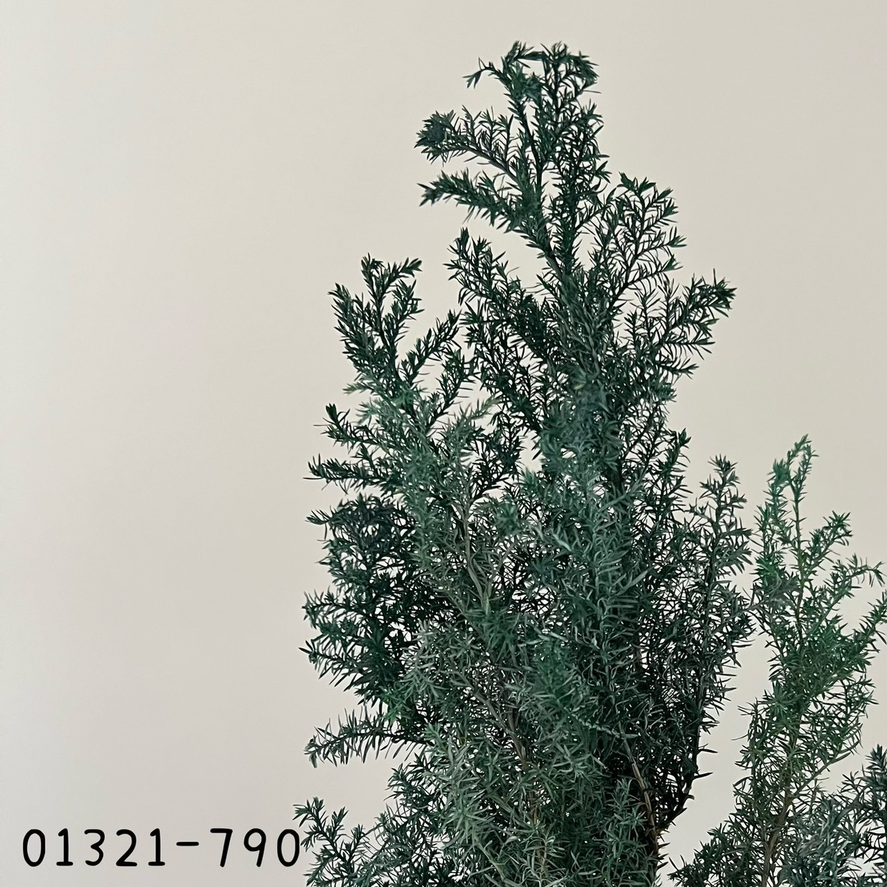 (優惠)日本不凋雪松(刷白) 01321-790