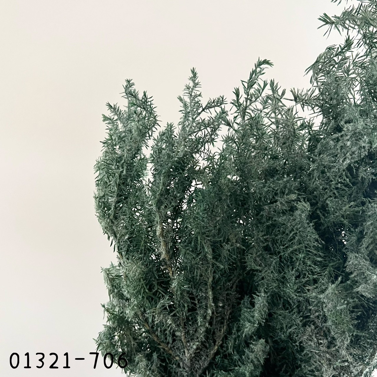 (優惠)日本不凋雪松 (絨毛) 01321-706