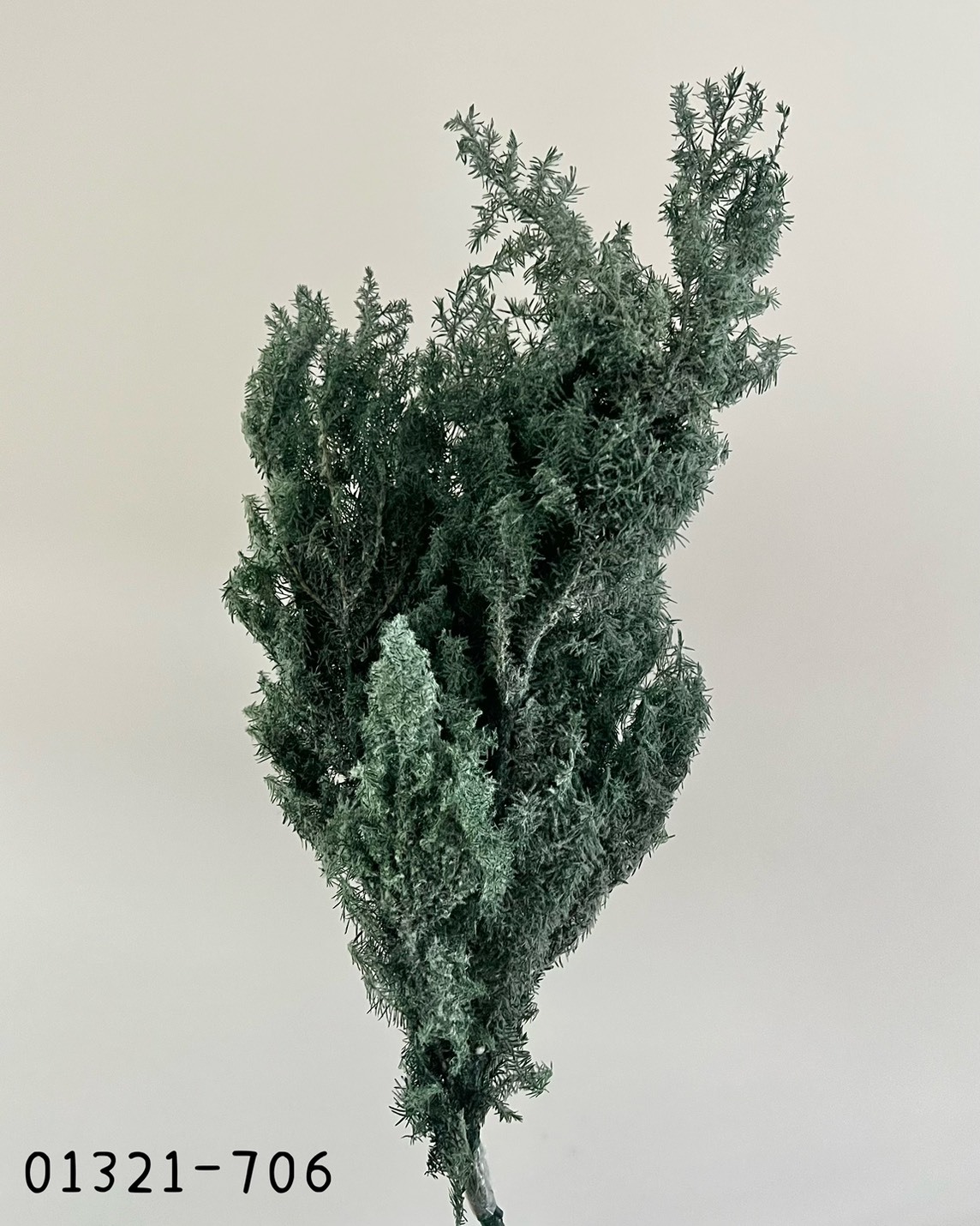 (優惠)日本不凋雪松 (絨毛) 01321-706