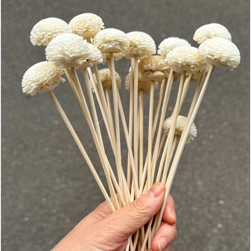 【台灣現貨速發】迷你索拉花 太陽玫瑰｜面寬2.5-3公分, 原色＆噴色｜開心菊 擴香花 通草花｜ 乾燥花 蓪草 索拉