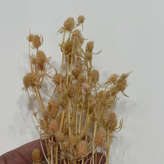 【台灣現貨速發】刺芹 永生花  小份量 ｜花草 永生花 花材 母親節 捧花 裝飾
