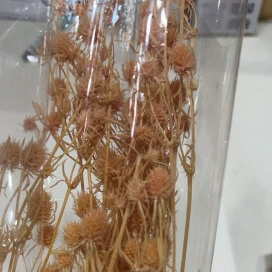 【台灣現貨速發】刺芹 永生花  小份量 ｜花草 永生花 花材 母親節 捧花 裝飾