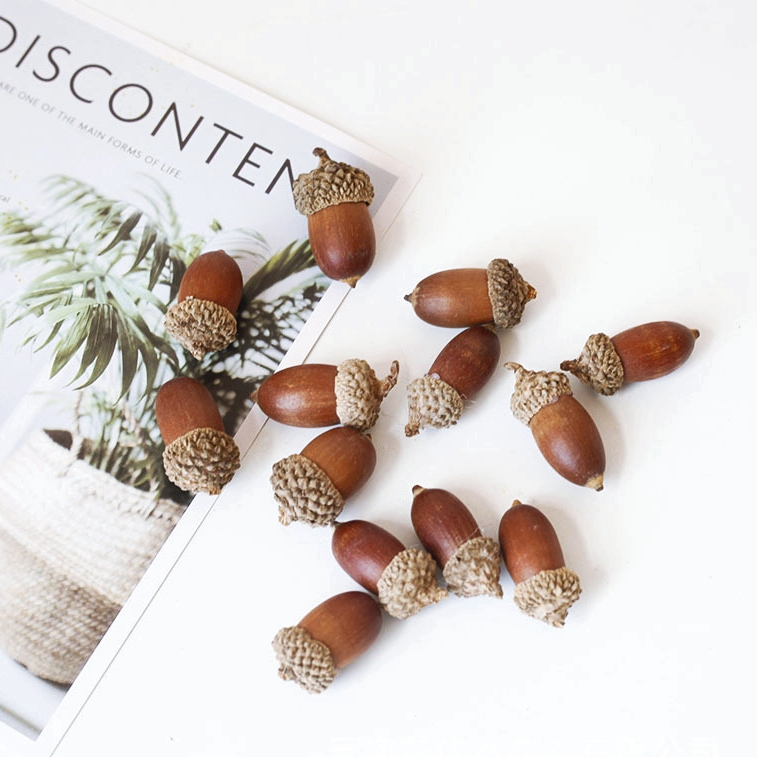【台灣現貨速發】橡樹果實 橡果 橡實｜乾燥及天然花裝飾 聖誕樹裝飾