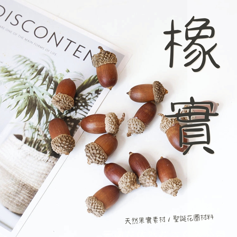 【台灣現貨速發】橡樹果實 橡果 橡實｜乾燥及天然花裝飾 聖誕樹裝飾