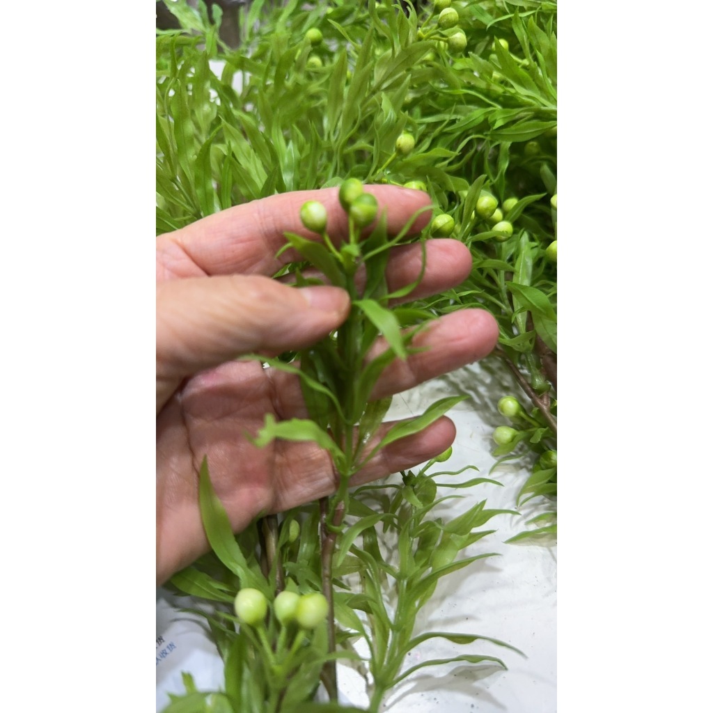 【台灣現貨速發】綠植果子葉 仿真綠果子 5岔綠植裝飾葉子 蘭花草