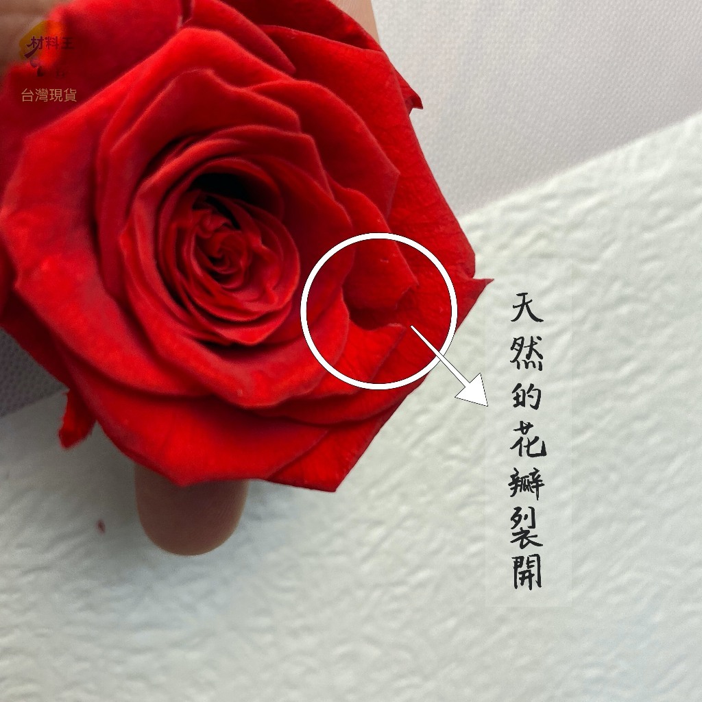 【台灣現貨速發】｜永生玫瑰花朵｜不凋花｜8朵裝｜