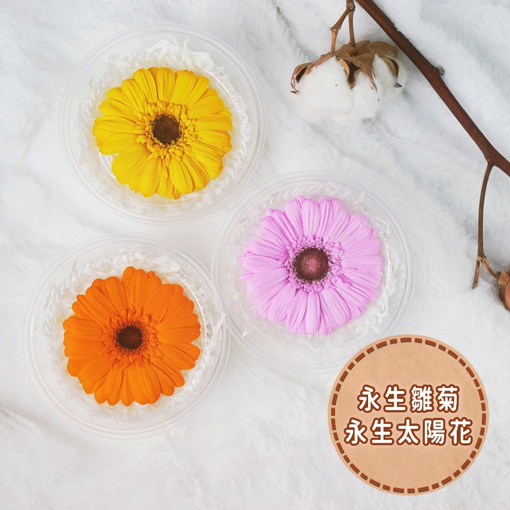 【台灣現貨速發】永生太陽花 雛菊 非洲菊 ｜畢業花 畢業季 花頭 永生花 乾燥花
