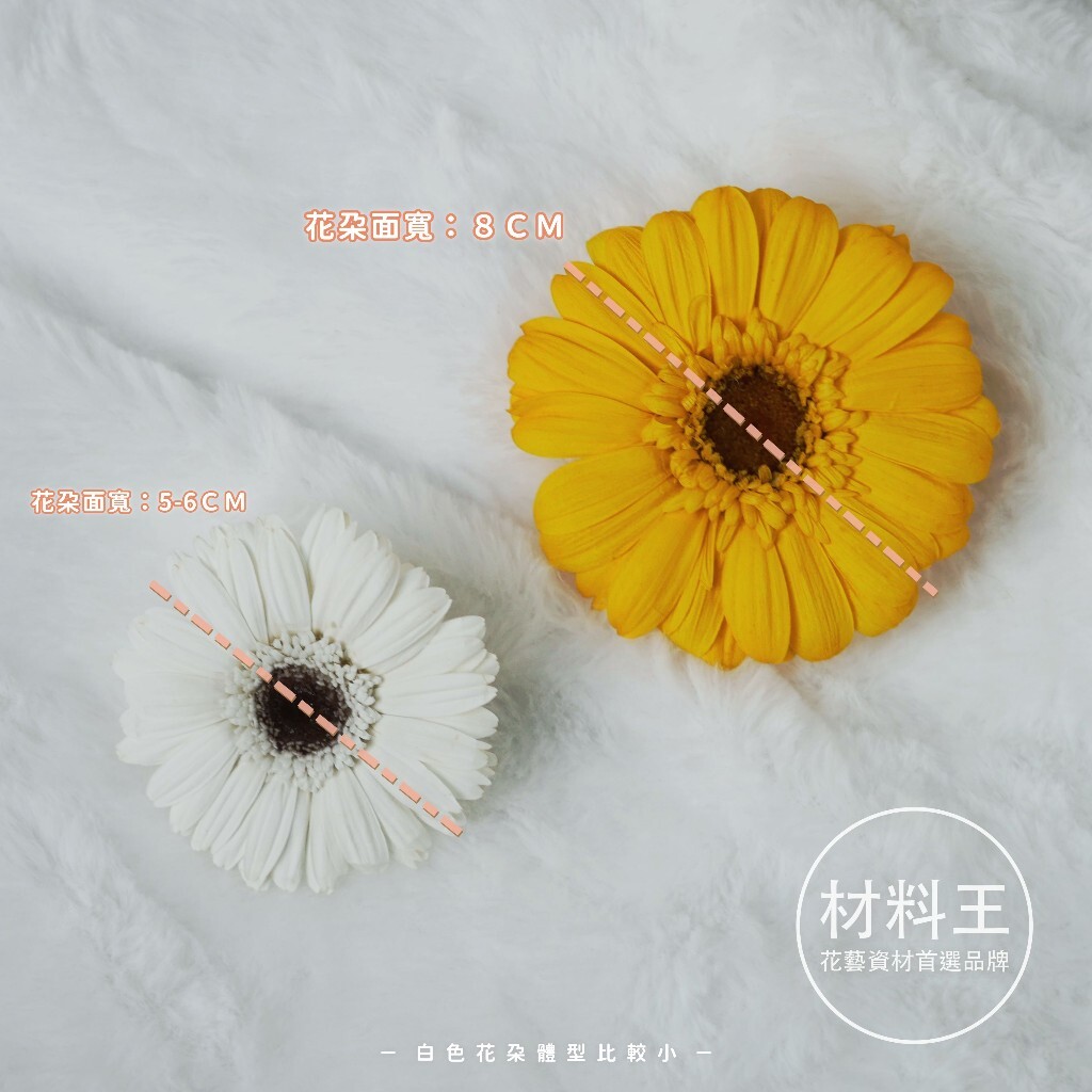 【台灣現貨速發】永生太陽花 雛菊 非洲菊 ｜畢業花 畢業季 花頭 永生花 乾燥花