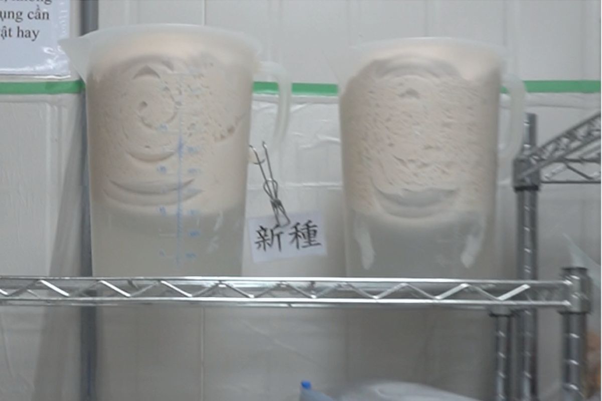 被呵護的酵母