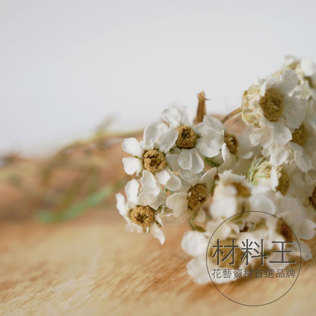 【台灣現貨速發】法國白梅｜乾燥花 永生花