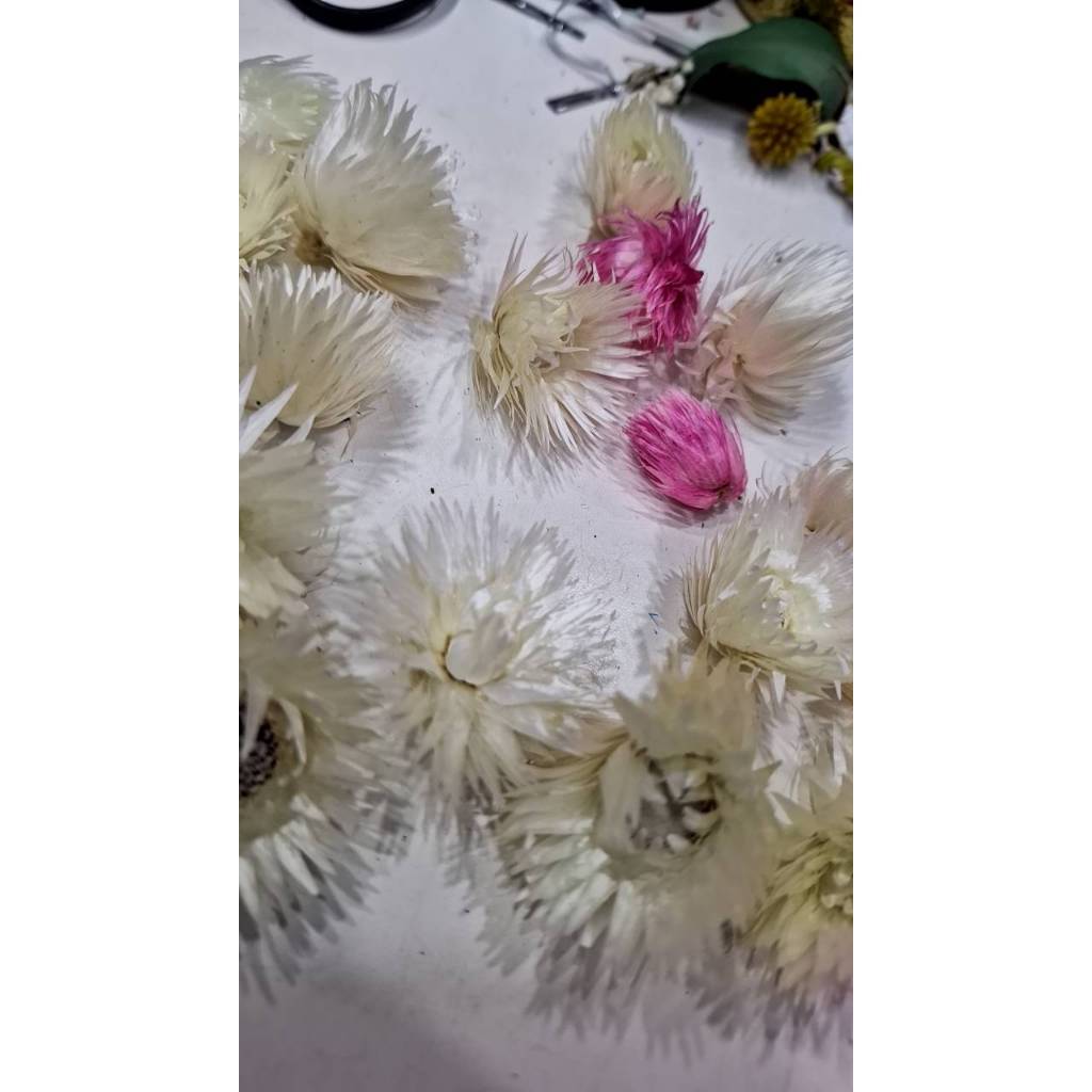 【台灣現貨速發】旱雪蓮花 乾燥