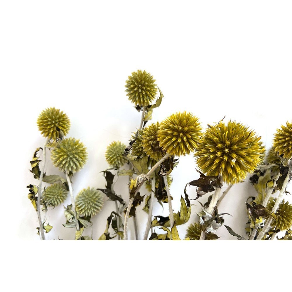 【台灣現貨速發】永生刺芹｜一份約6顆｜永生花 吸色 藍星球 花束材料 乾燥花 藍星球