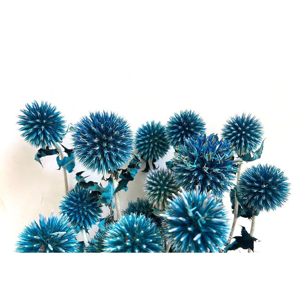 【台灣現貨速發】永生刺芹｜一份約6顆｜永生花 吸色 藍星球 花束材料 乾燥花 藍星球