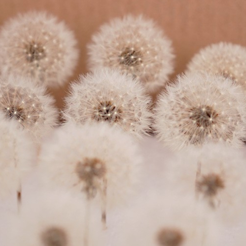 【台灣現貨速發】永生蒲公英 蒲公英｜大花頭 4.5公分｜永生花 保鲜花 原乾花材