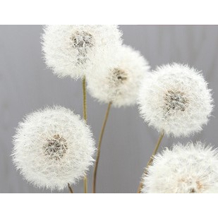 【台灣現貨速發】永生蒲公英 蒲公英｜大花頭 4.5公分｜永生花 保鲜花 原乾花材