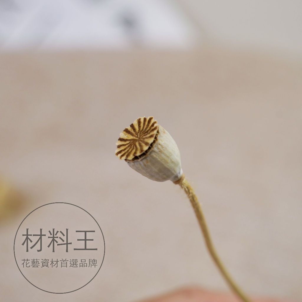 【台灣現貨速發】虞美人 乾燥花 永生花 拍攝背景道具 居家裝飾花材 手作花材 花藝插花設計