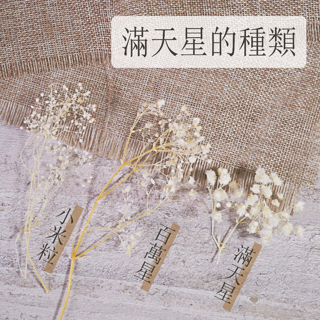 【台灣現貨速發】小米粒滿天星｜分裝｜迷你花朵｜乾燥花 永生花 永生滿天星