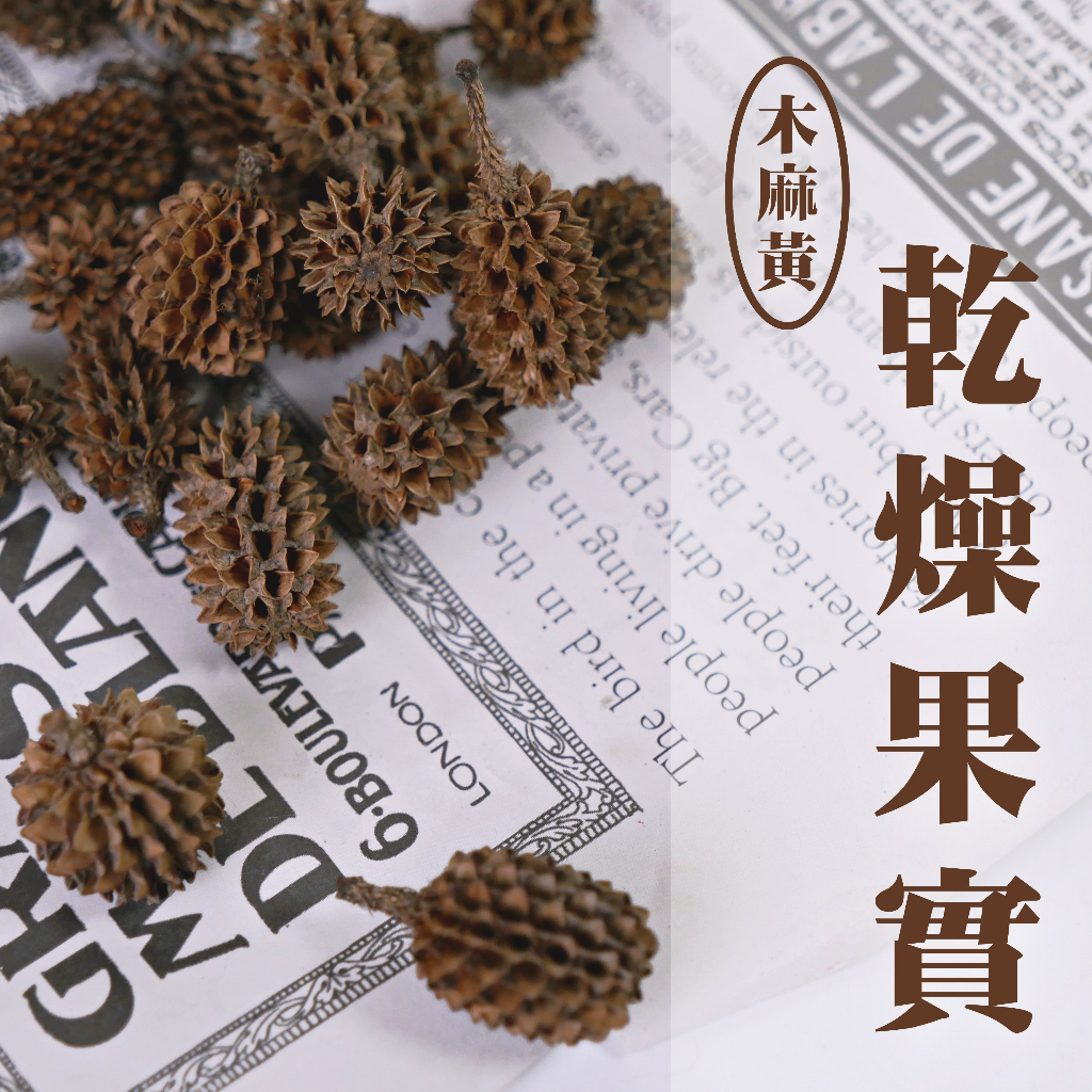 【台灣現貨速發】木麻黃 乾燥果實 小粒松果｜每顆２元，最少出貨１０顆｜毬果 松果 裸子植物果實 乾燥素材