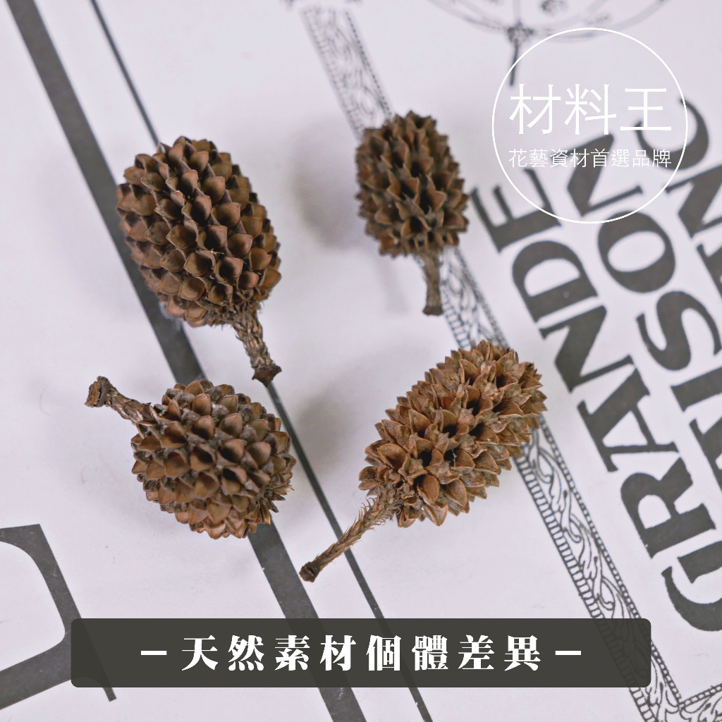 【台灣現貨速發】木麻黃 乾燥果實 小粒松果｜每顆２元，最少出貨１０顆｜毬果 松果 裸子植物果實 乾燥素材