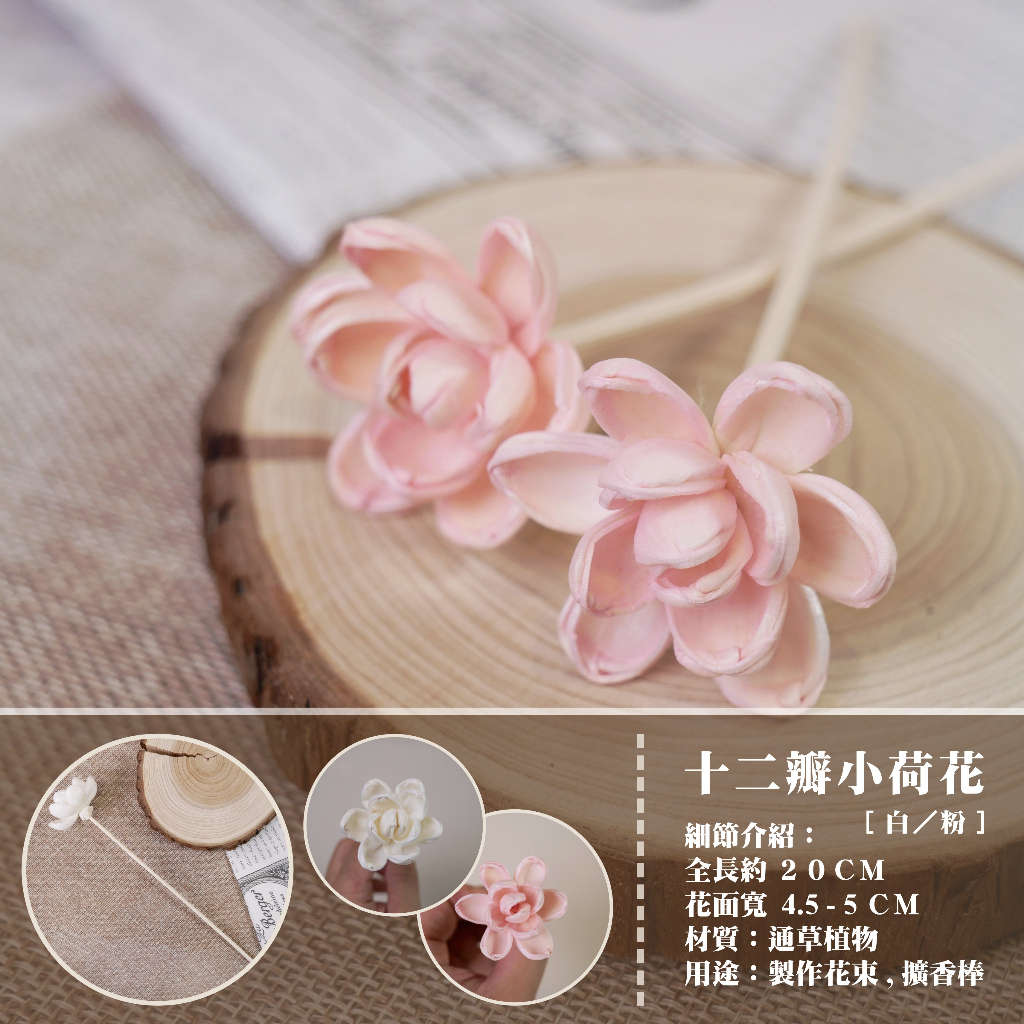 【台灣現貨速發】索拉乾花 通草花 擴香花 擴香棒｜小荷花 荷花 4.5-5 公分｜索拉花 蓪草花｜乾燥花 花束 人造花