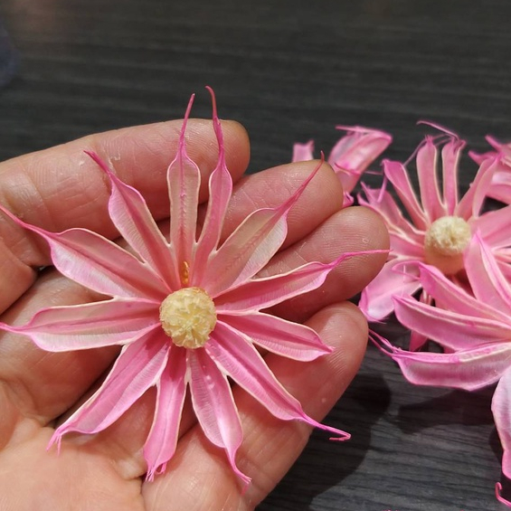 【台灣現貨速發】手工乾燥文心蘭｜小雛菊 文心蘭 小太陽花 手工乾燥花