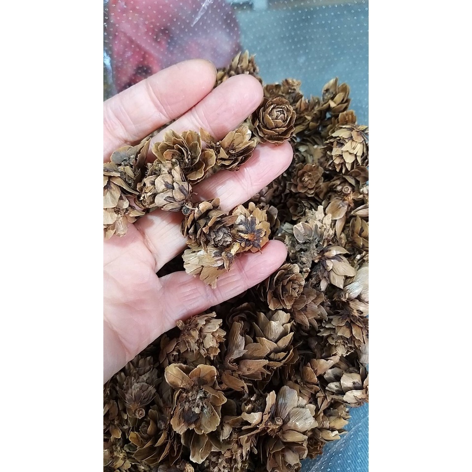 【台灣現貨速發】小瑕疵迷你松果［福利品］聖誕節 毬果｜1-3公分松果 1包30元