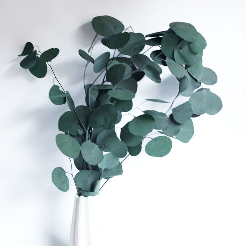 【台灣現貨速發】永生蘋果葉 圓葉桉 大圓葉 永生葉材 永生花材